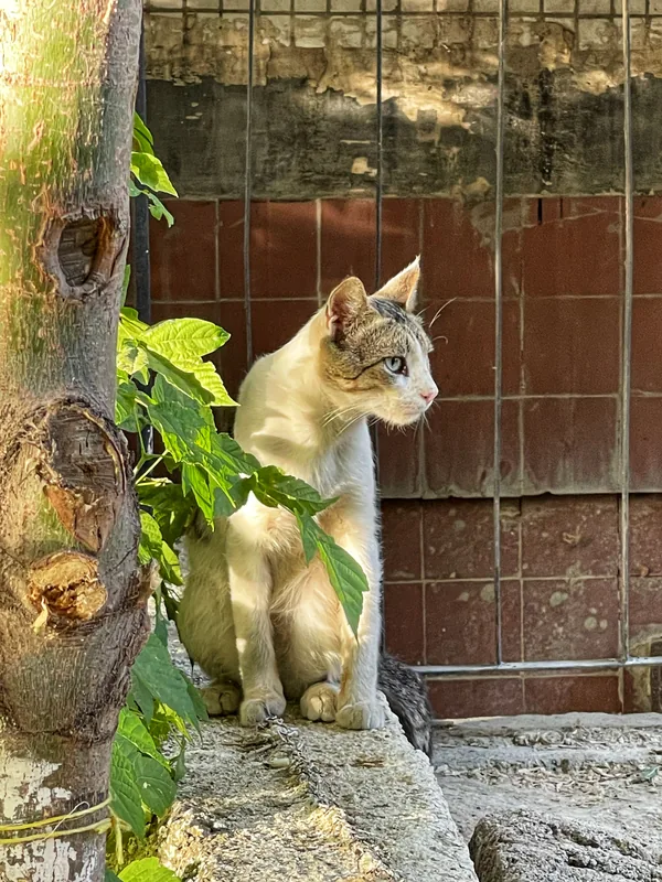 Cat on a fence among leaves