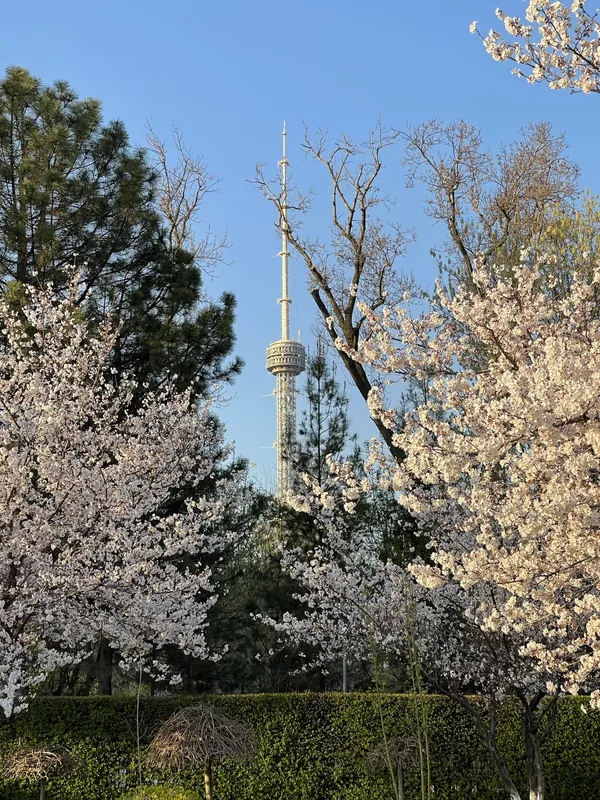 Flowering trees and a television tower